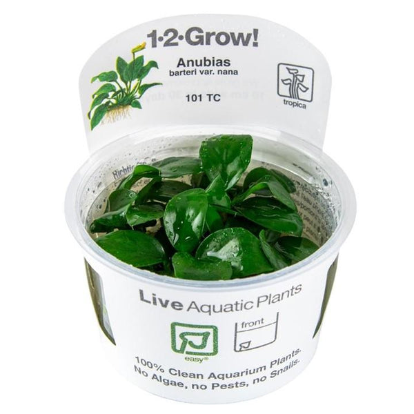 1-2-Grow! Anubias barteri nana Plant | Pisces