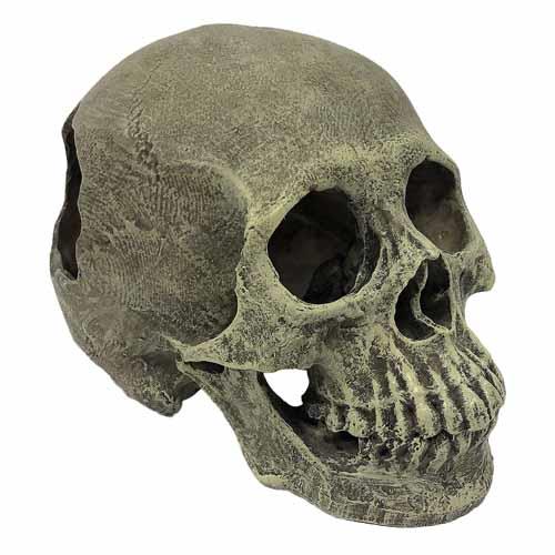 Komodo Human Skull Ornament | Pisces
