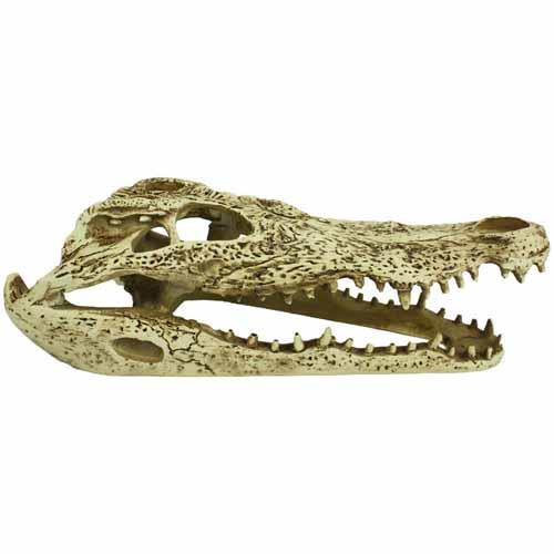 Komodo Alligator Skull Ornament | Pisces