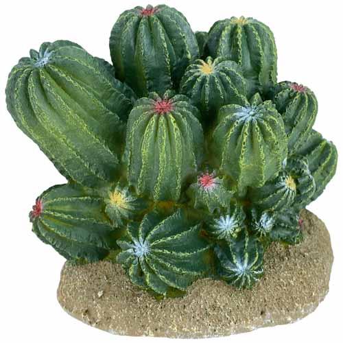 Komodo Barrel Cactus | Pisces