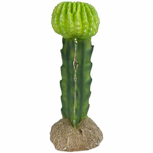 Komodo Moon Cactus | Pisces