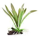 Underwater Treasures Silk Dwarf Sagittaria | Pisces