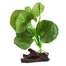 Underwater Treasures Hydrocotyle | Pisces