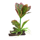 Underwater Treasures Kalanchoe Flapjack | Pisces