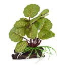 Underwater Treasures Varigated Flapjack | Pisces