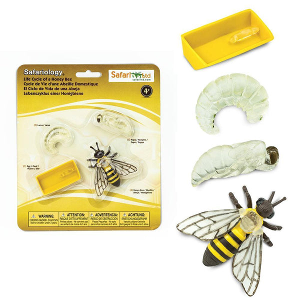 Safari Ltd. The Life Cycle of a Honey Bee Toy | Pisces