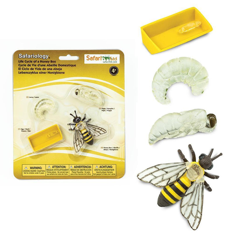 Safari Ltd. The Life Cycle of a Honey Bee Toy | Pisces