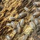 Pisces Isopods - Porcellio laevis ‘Milkback’ | Pisces
