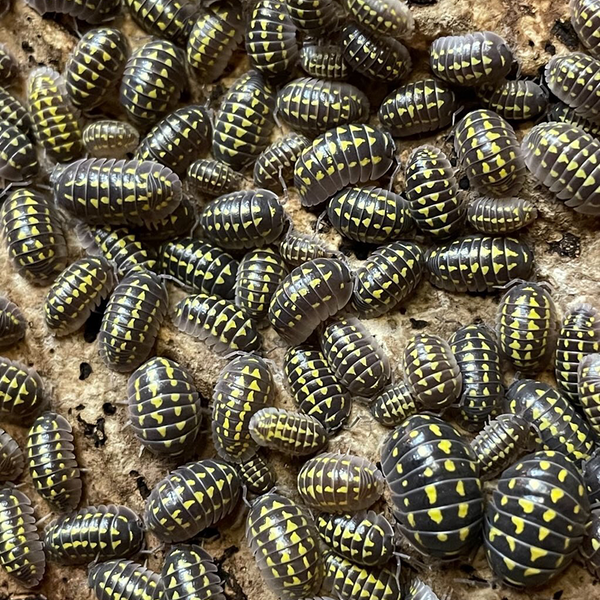 'High Yellow Spotted' Armadillidium gestroi Isopods | Pisces