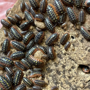 (Clown) Armadillidium klugii Isopods | Pisces