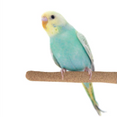 Super Bird Sure-Grip Grooming Perch | Pisces
