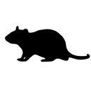 Frozen Feeder Rat - Medium - Pisces Pet Emporium