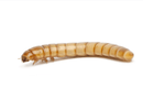 Pisces Regular Mealworms - 50-Pack - Pisces Pet Emporium