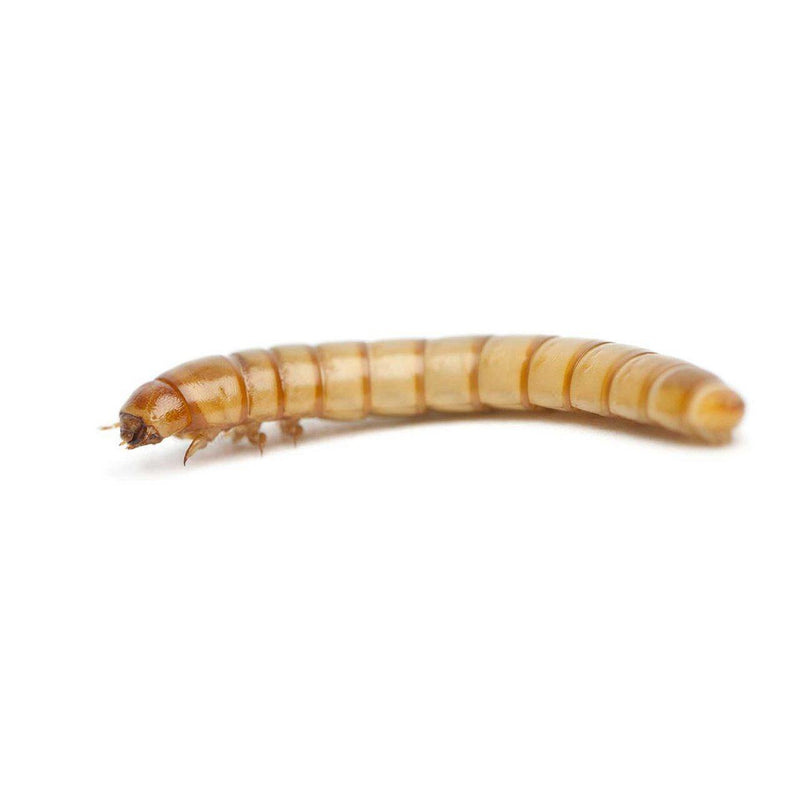 Pisces Regular Mealworms - 100-Pack - Pisces Pet Emporium