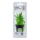 Tropica Blister Pack - Lilaeopsis brasiliensis - Pisces Pet Emporium