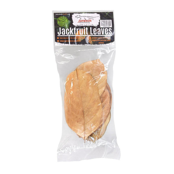 Jurassic Reptile Products - Jackfruit Leaves - Pisces Pet Emporium